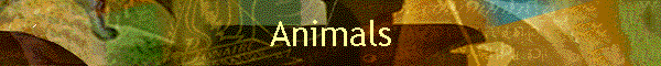 Animals