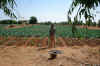 barr__crop_guy.JPG (496605 bytes)