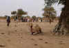 camel sitting.JPG (57707 bytes)