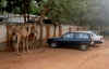 camels in pkng1.JPG (263079 bytes)