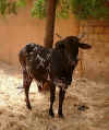 cowneighbor.JPG (117200 bytes)