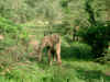 elephants1.JPG (780081 bytes)