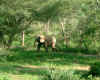 elephants3.JPG (694987 bytes)