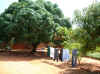 mango tree etc in Rosa's yd-basic.JPG (468876 bytes)