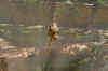 margouillat.JPG (691025 bytes)