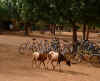 sheep_at_Yamwaya.JPG (85744 bytes)